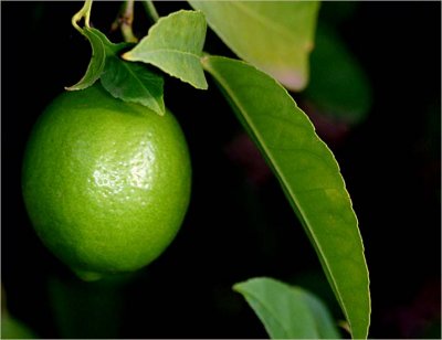 Green lemon on the Meyer lemon tree