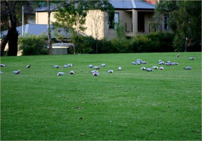 Galahs on the oval