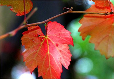 Three vine leaves