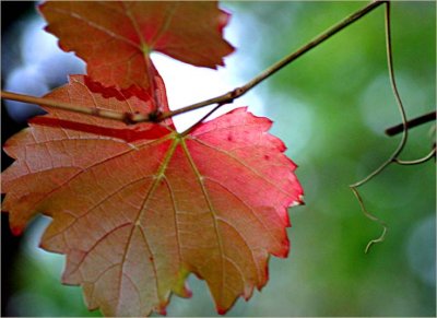 Two vine leaves