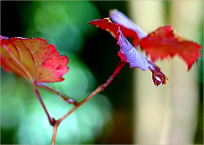 Vine leaves in the wind and rain