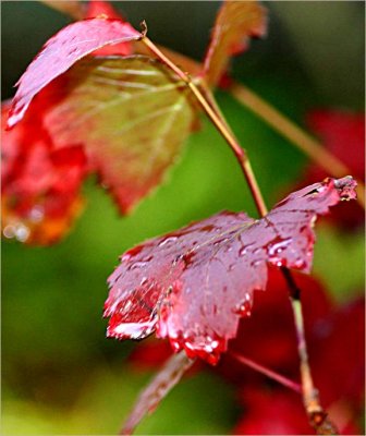 Vine leaves in the wind and rain