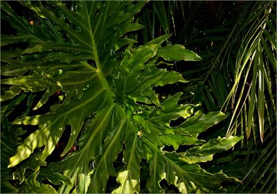 Some fronds of ferns & palms