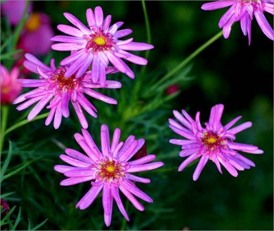 Pink daisies in winter