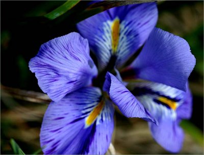 My little winter iris in flower