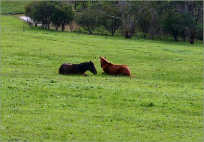 Time for a rest, the horses napping in the big paddock
