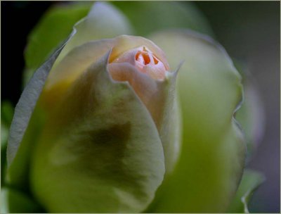 Winter rosebud - Vanilla