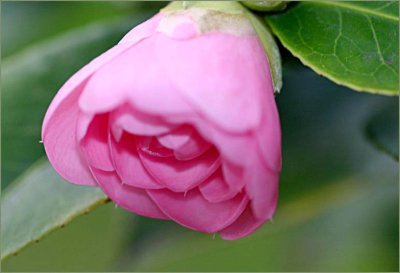 Camellia just opening