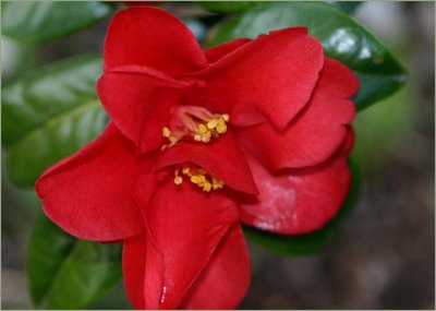 The other red camellia