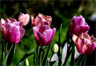 Tulips opening