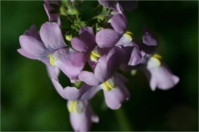 Perennial Nemesia