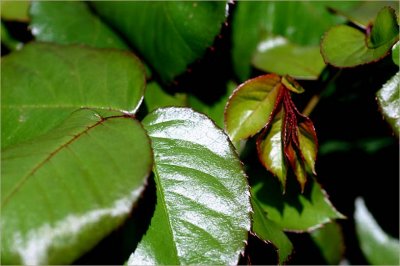 Fresh new roseleaves in spring