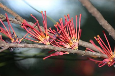 Hakea - an Australian wildflower