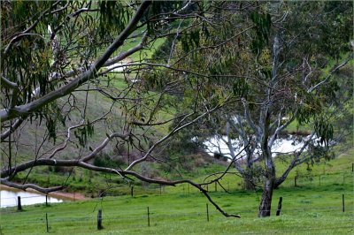 Dams and trees in September