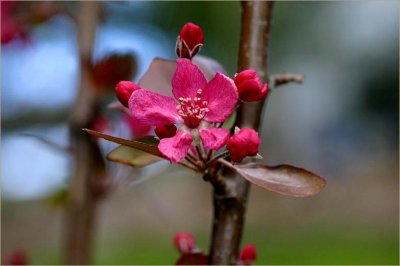 Purple Crab Apple