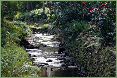 Aldgate creek and camellias