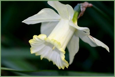 Daff cream with yellow edged