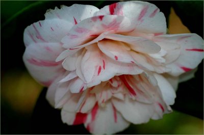 Camellia at Stangate