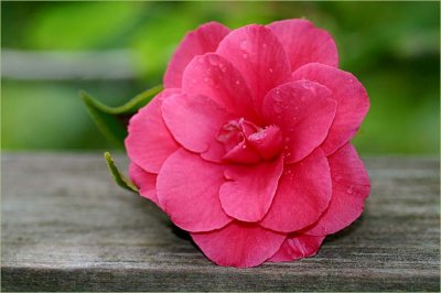 Camellia from a friend