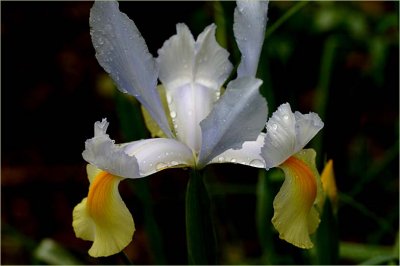 Dutch iris