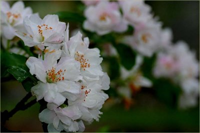 The last of the Crab apple blossom