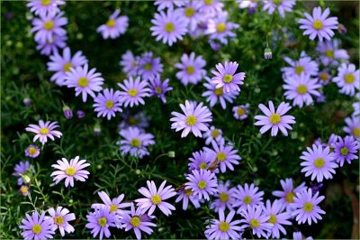 Daisy wildflowers