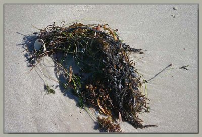 Half buried seaweed