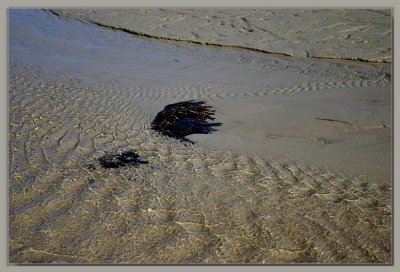 Rippling over the sand