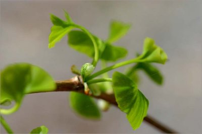 Fresh new leaves opening