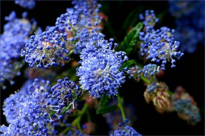 Ceanothus