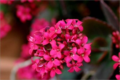 Kalanchoe