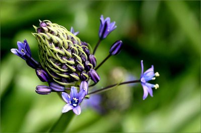 Scilla peruviana