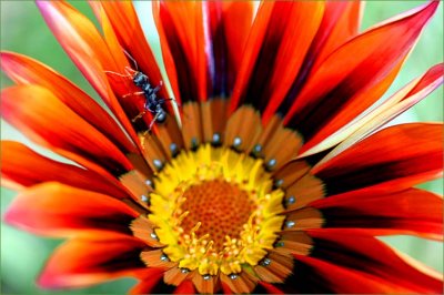 Gazania and jumping ant