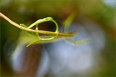 Pandora vine tendril