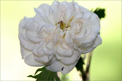 Alba Maxima - Jacobite Rose