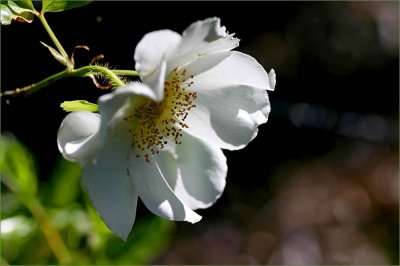 Rosa laevigata the Cherokee rose