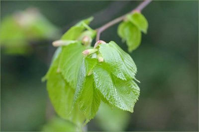 Linden leaves in spring