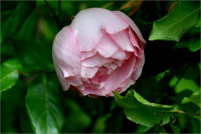 Duchesse de Brabant