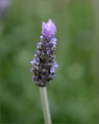 French lavender