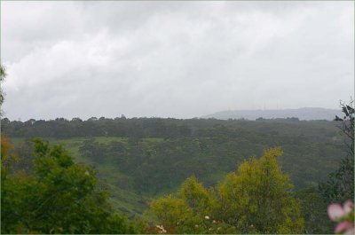 Misty view from the rose garden