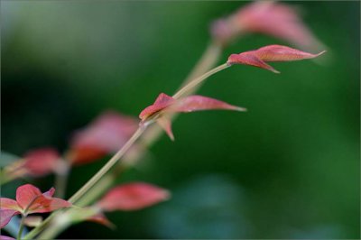 Nandina blowing in the wind