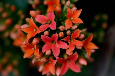 Orange Kalanchoe