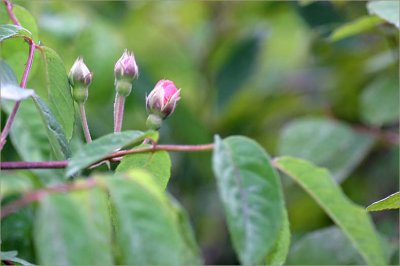 Cornelia buds showing colour