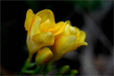 Freesia