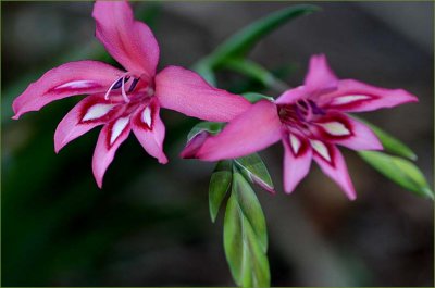 Pink species gladiolus