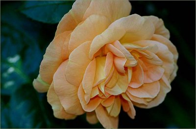 Tantau's Bernstein rose