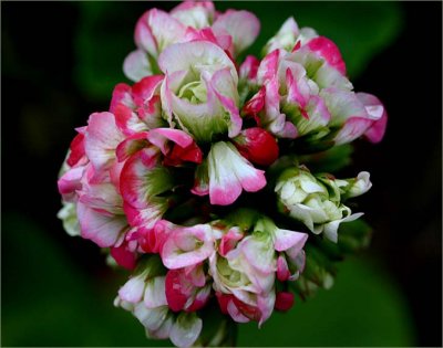 Pink white and red zonal pelargonium