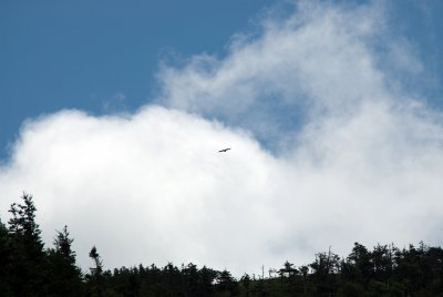 Cabot Trail Eagle.jpg