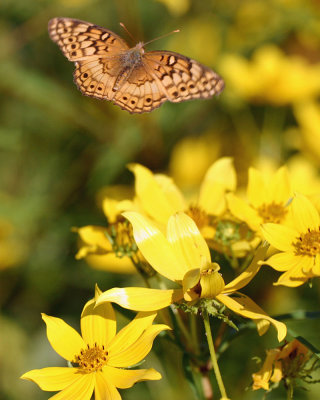 IMG_7611 copyDS.jpgCHECKERSPOT