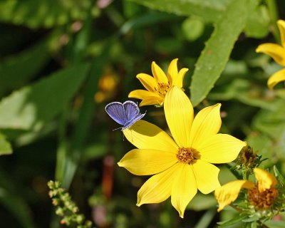 IMG_7653 copyDS.jpgTAILED BLUE